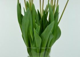 Tulipa Barcelona (3)