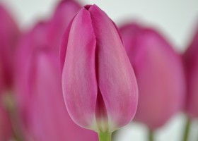 Tulipa Barcelona (5)