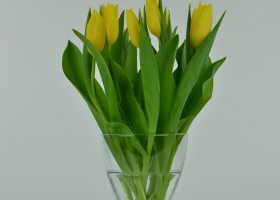 Tulipa Bolroyal Honey (1)