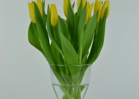 Tulipa Bolroyal Honey (2)