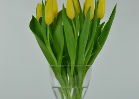 Tulipa Bolroyal Honey (3)