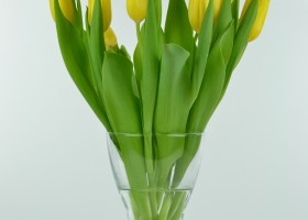 Tulipa Bolroyal Honey (4)