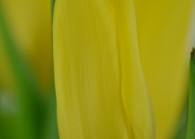 Tulipa Bolroyal Honey (5)