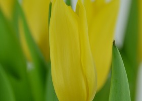 Tulipa Bolroyal Honey (6)