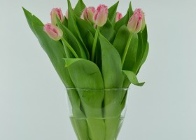 Tulipa Cacharel (1)