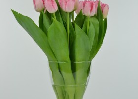 Tulipa Cacharel (2)