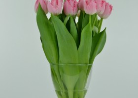Tulipa Cacharel (3)