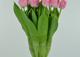 Tulipa Cacharel (4)