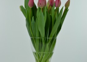 Tulipa Carola (1)
