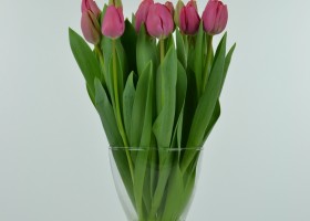 Tulipa Carola (2)