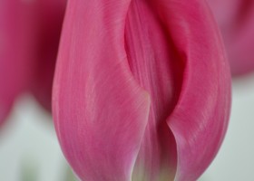 Tulipa Carola (3)