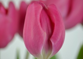 Tulipa Carola (4)