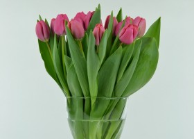 Tulipa Carola 2 (1)