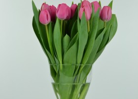 Tulipa Carola 2 (2)