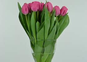 Tulipa Carola 2 (3)