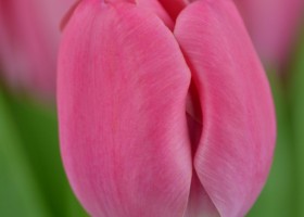 Tulipa Carola 2 (5)