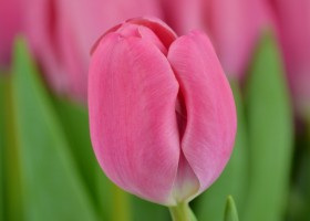 Tulipa Carola 2 (6)