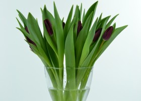 Tulipa Carpaccio (1)