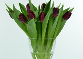 Tulipa Carpaccio (2)