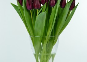 Tulipa Carpaccio (3)