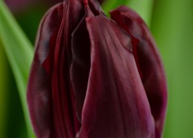 Tulipa Carpaccio (4)