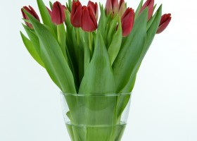 Tulipa Cartago (1)