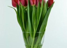 Tulipa Cartago (2)