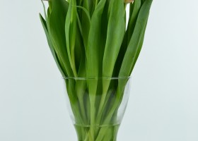 Tulipa Cartago (3)
