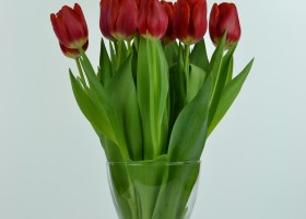 Tulipa Cartago (4)