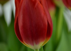 Tulipa Cartago (5)