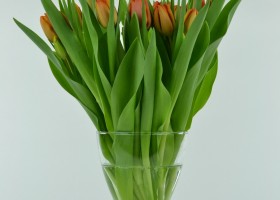 Tulipa Charade (1)