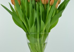 Tulipa Charade (2)