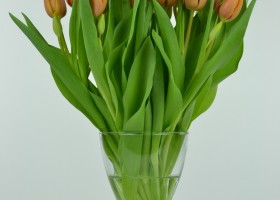 Tulipa Charade (3)