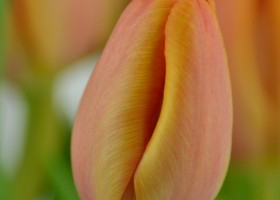 Tulipa Charade (4)