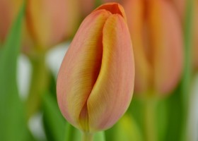 Tulipa Charade (5)