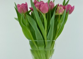 Tulipa Chato (1)