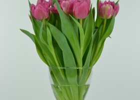 Tulipa Chato (2)
