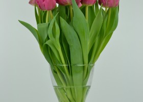 Tulipa Chato (3)
