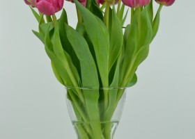 Tulipa Chato (4)