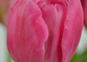 Tulipa Chato (5)