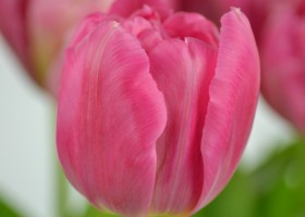 Tulipa Chato (6)