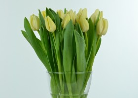 Tulipa Cheers (1)