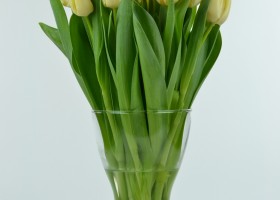 Tulipa Cheers (2)