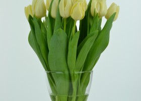 Tulipa Cheers (3)
