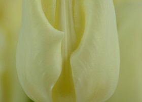 Tulipa Cheers (4)