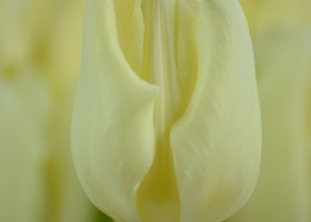 Tulipa Cheers (5)