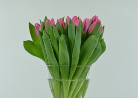 Tulipa Christmas Dream (1)