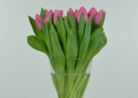 Tulipa Christmas Dream (2)