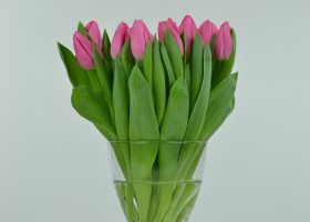 Tulipa Christmas Dream (3)