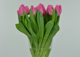 Tulipa Christmas Dream (4)